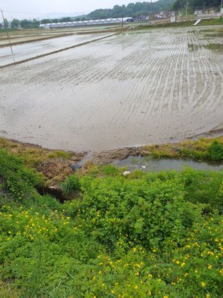 오경님의 벼 · 영농일지 작성글 사진