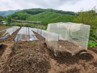 드래곤 님의 기타작물 · 영농일지 작성글 사진