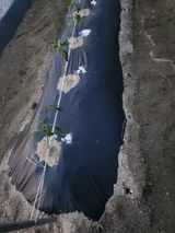 팜모닝 고추·영농일지 게시글 이미지