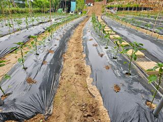 연모 자연의행복님의 고추 · 영농일지 작성글 사진