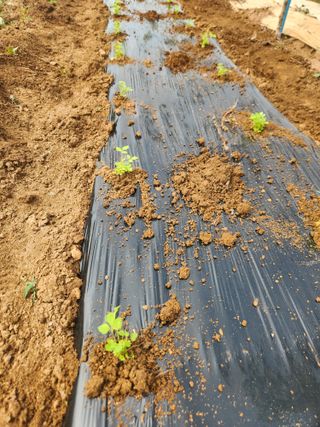 벽창호(죽동농부)님의 사과 · 영농일지 작성글 사진