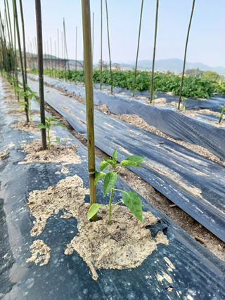 박승규님의 고추 · 영농일지 작성글 사진