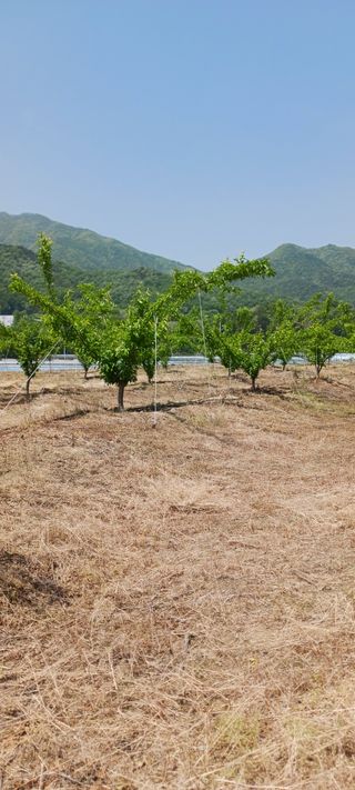 김 연님의 기타작물 · 영농일지 작성글 사진