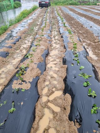 채진병님의 고구마 · 영농일지 작성글 사진