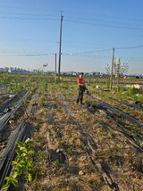 팜모닝 기타작물·영농일지 게시글 이미지