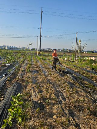 오세찬님의 기타작물 · 영농일지 작성글 사진