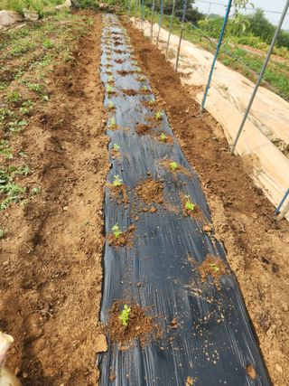 벽창호(죽동농부)님의 사과 · 영농일지 작성글 사진