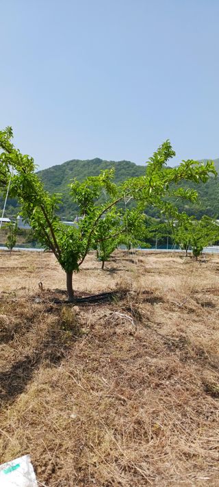 김 연님의 기타작물 · 영농일지 작성글 사진