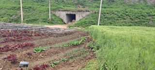 시못골님의 상추 · 영농일지 작성글 사진