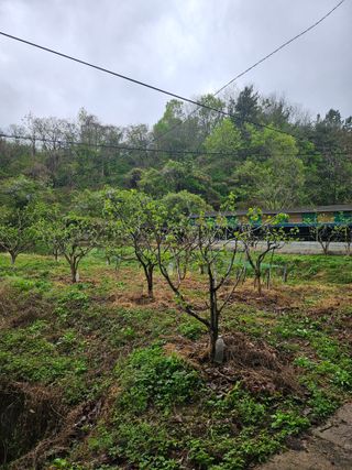 지식농부님의 감 · 영농일지 작성글 사진