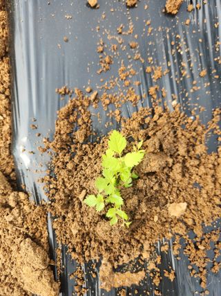 벽창호(죽동농부)님의 사과 · 영농일지 작성글 사진