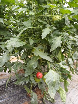 전원수님의 토마토 · 영농일지 작성글 사진