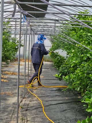 박미라님의 기타작물 · 영농일지 작성글 사진