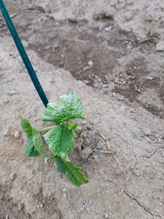 박승규님의 고추 · 영농일지 작성글 사진