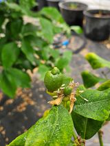 팜모닝 기타작물·영농일지 게시글 이미지