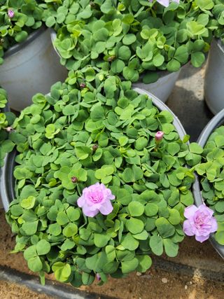 팜모닝회원 김순달 님의 기타작물 · 영농일지 작성글 사진