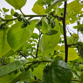 동네유지님의 기타작물 · 영농일지 작성글 사진