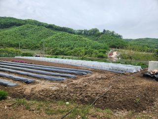 드래곤 님의 고추 · 영농일지 작성글 사진