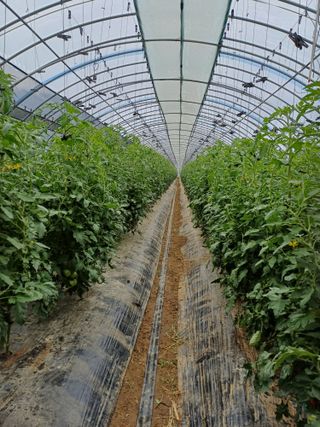 전원수님의 토마토 · 영농일지 작성글 사진