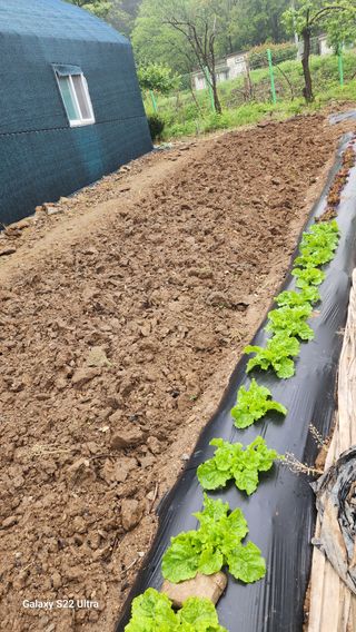 28 268 HQ님의 고구마 · 영농일지 작성글 사진