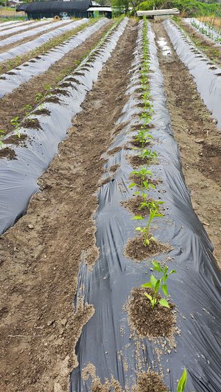 시아님의 고추 · 영농일지 작성글 사진