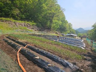 대파14665님의 기타작물 · 영농일지 작성글 사진