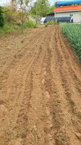 팜모닝 고구마·영농일지 게시글 이미지