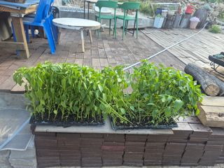 유윤주님의 기타작물 · 영농일지 작성글 사진