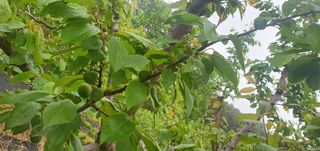 박상중님의 마늘 · 영농일지 작성글 사진