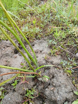 무료지식나눔 팜닥터님의 기타작물 · 영농일지 작성글 사진