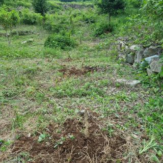 돌담향기님의 기타작물 · 영농일지 작성글 사진