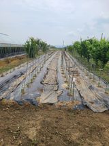 팜모닝 기타작물·영농일지 게시글 이미지