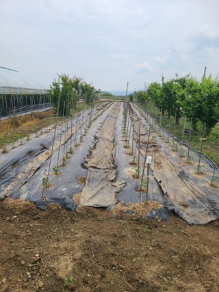 만청님의 기타작물 · 영농일지 작성글 사진