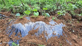 조연만님의 포도 · 영농일지 작성글 사진