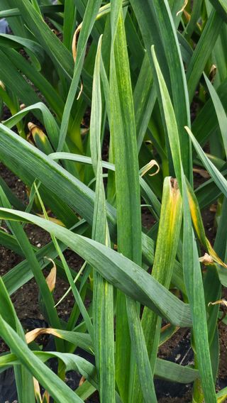 시아님의 고추 · 영농일지 작성글 사진