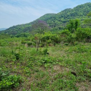 돌담향기님의 기타작물 · 영농일지 작성글 사진