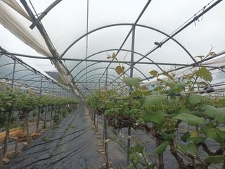 이영학 님의 포도 · 영농일지 작성글 사진