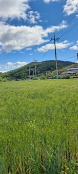 팜모닝 상추·영농일지 게시글 이미지