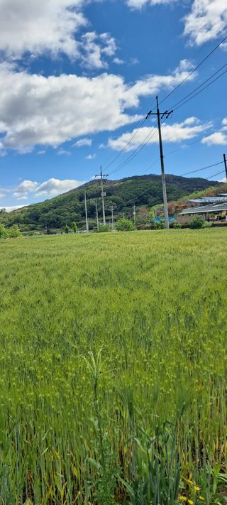 시못골님의 상추 · 영농일지 작성글 사진