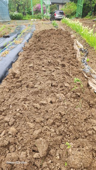 28 268 HQ님의 고구마 · 영농일지 작성글 사진