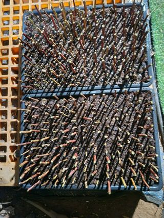 벽창호(죽동농부)님의 블루베리 · 영농일지 작성글 사진