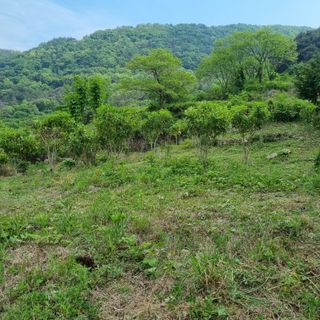 돌담향기님의 기타작물 · 영농일지 작성글 사진