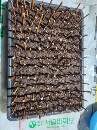 벽창호(죽동농부)님의 블루베리 · 영농일지 작성글 사진