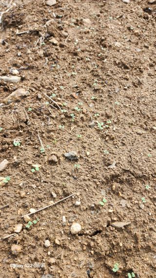 28 268 HQ님의 고구마 · 영농일지 작성글 사진