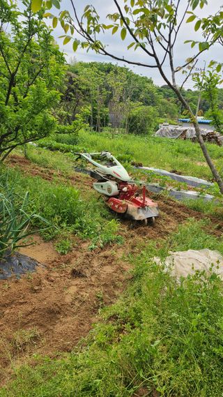 솔안농부님의 고구마 · 영농일지 작성글 사진