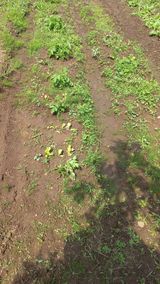 팜모닝 감자·영농일지 게시글 이미지