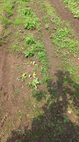 초보 구찌뽕님의 감자 · 영농일지 작성글 사진