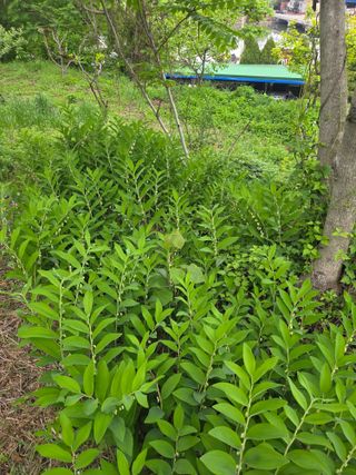 윤종신님의 기타작물 · 영농일지 작성글 사진