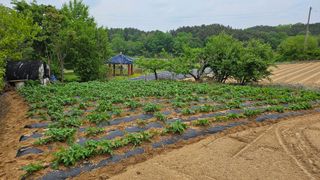 보난자님의 감자 · 영농일지 작성글 사진