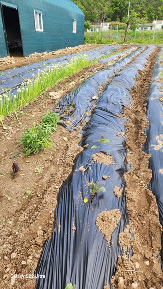28 268 HQ님의 고구마 · 영농일지 작성글 사진